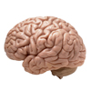 prion.jpg