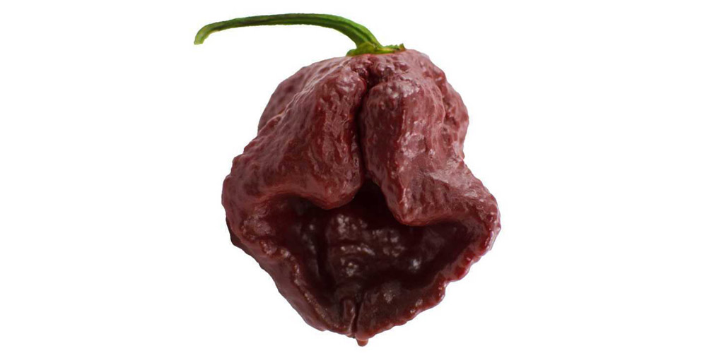 Biberler