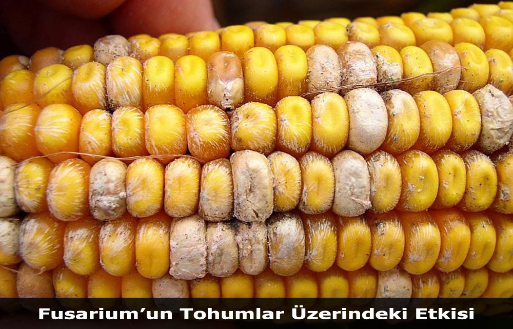Acı Biber Evrimi