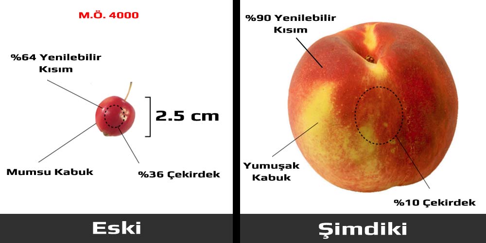 Antik Meyveler