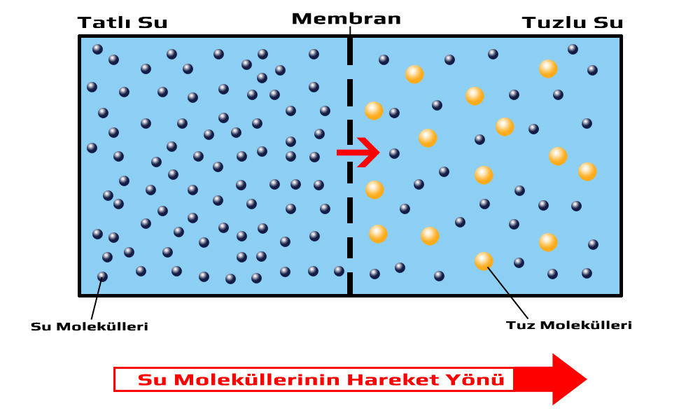 Balıklar Su İçermi