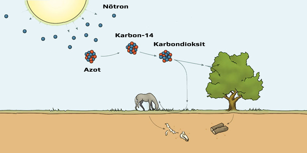 Karbon-14 Dönüşüm