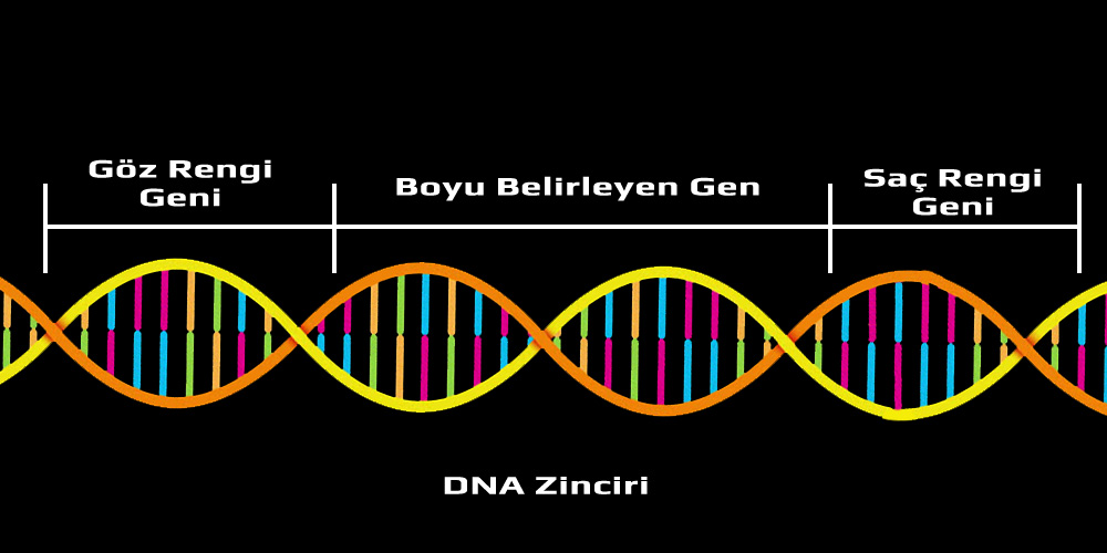 DNA