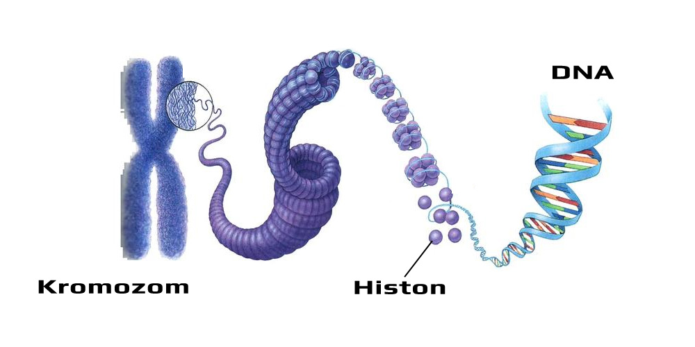 DNA