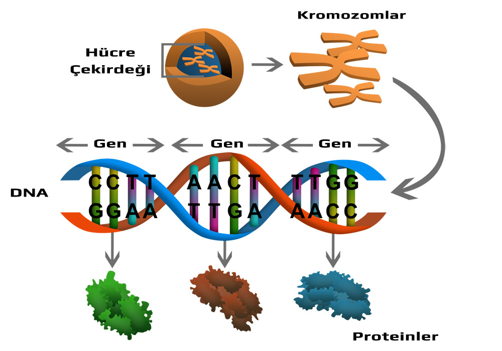 DNA