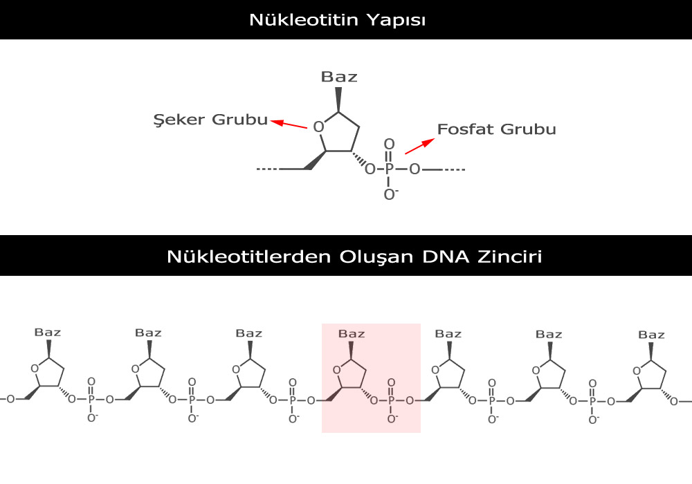 DNA