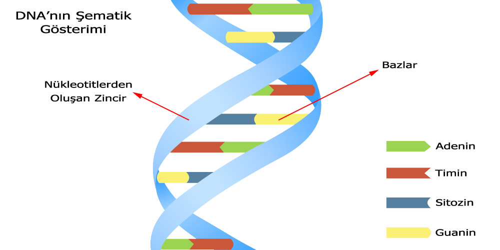 DNA