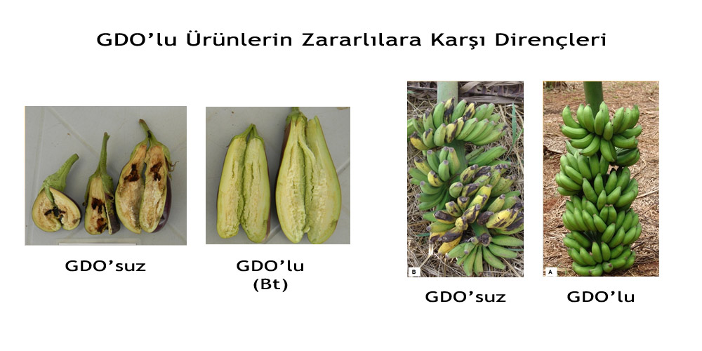GDO