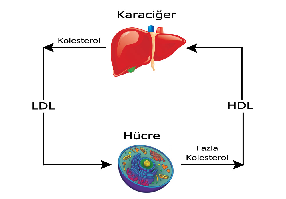 Kolesterol