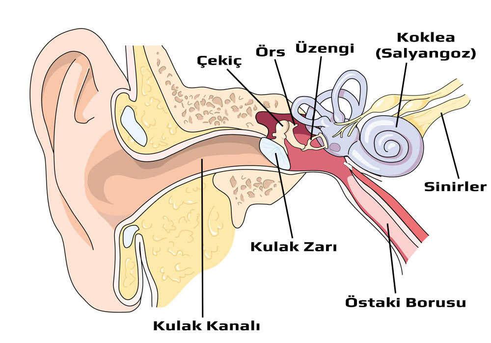 Kulak Yapısı