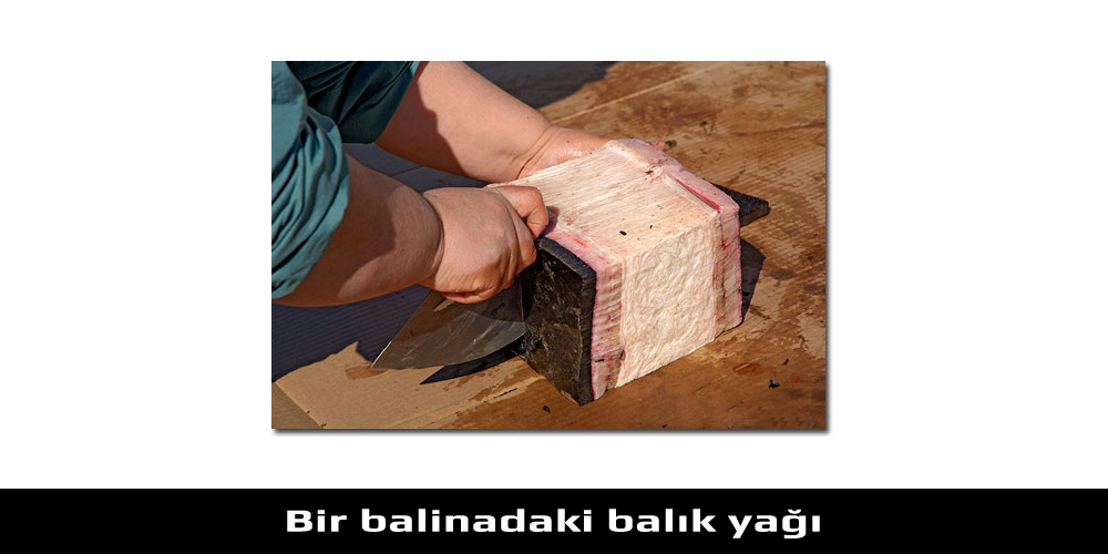Kutup Hayvanları - Soğuk