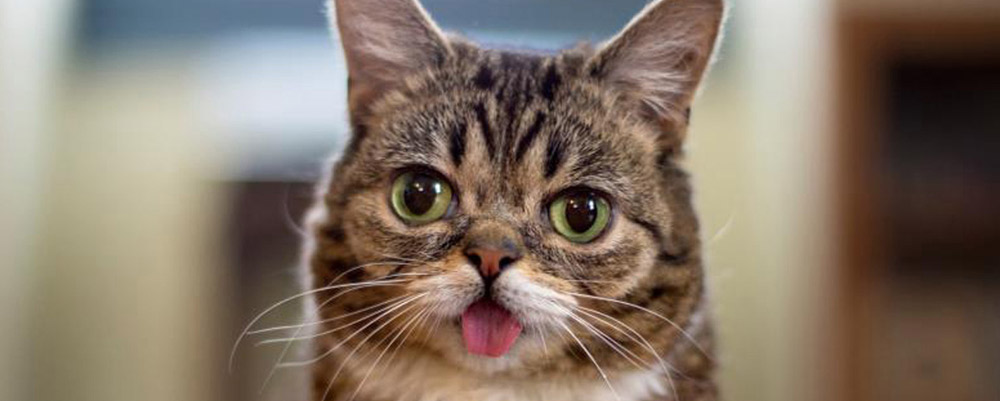 lilbub.jpg