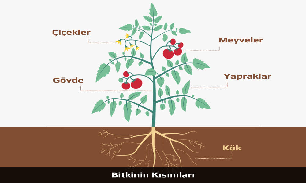 Meyve Sebze