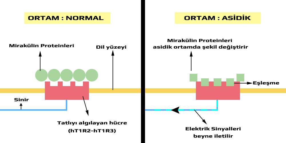 Mirakülin