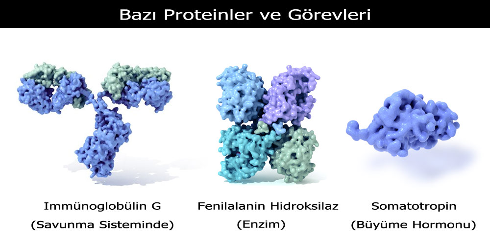 Protein