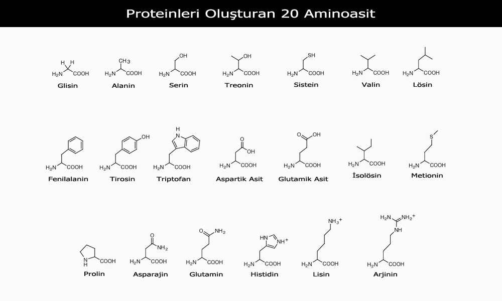 Protein