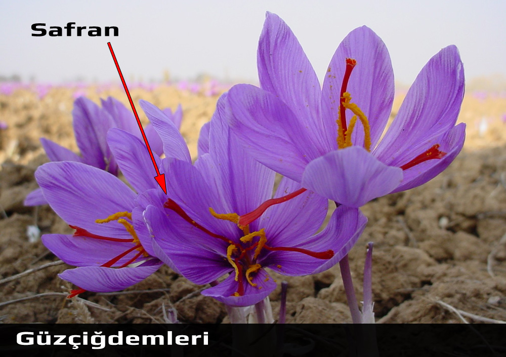 Safran
