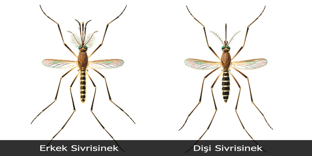 Sivrisinek
