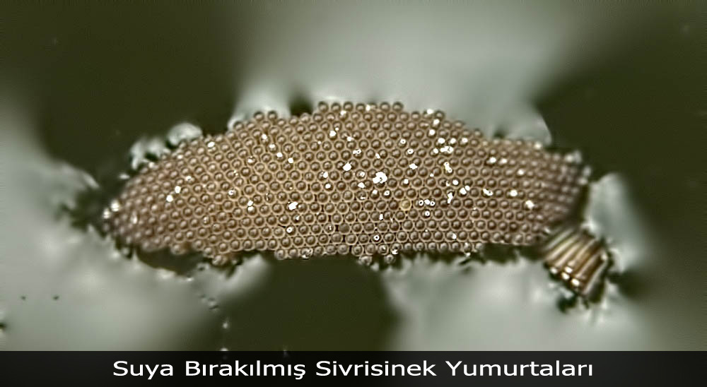 Sivrisinek