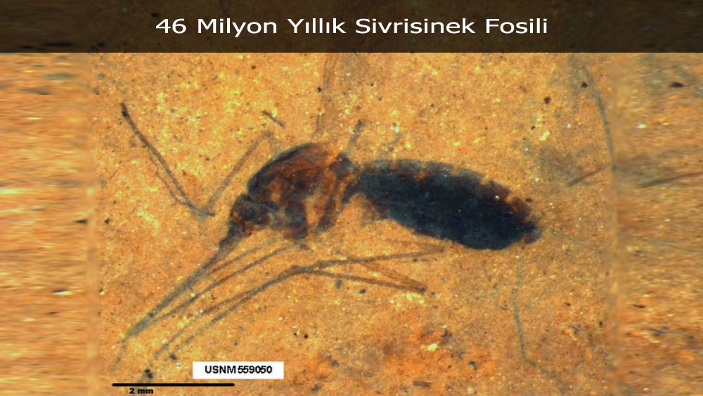 Sivrisinek