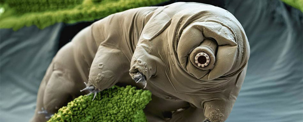 tardigrade.jpg