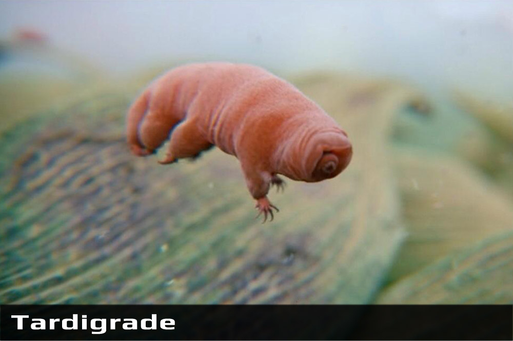 Tardigrade