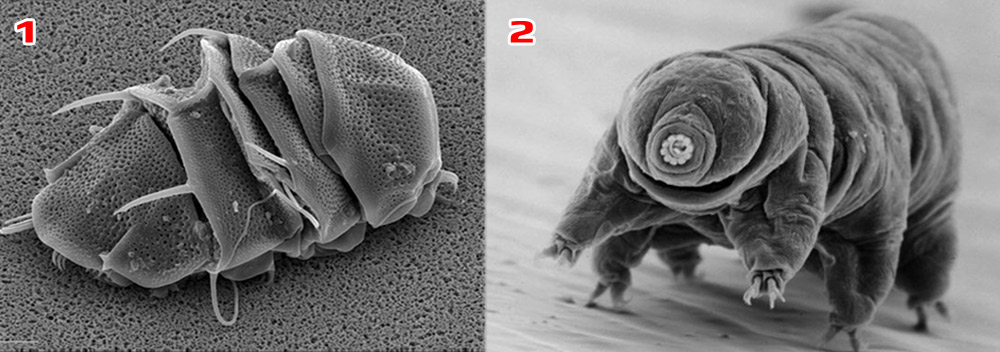 Tardigrade