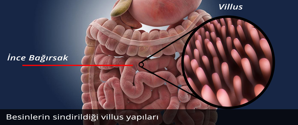 İnce Bağırsak - Villus