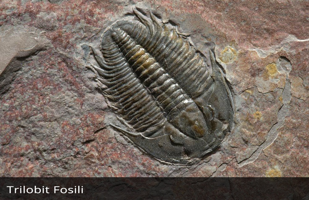 Trilobit